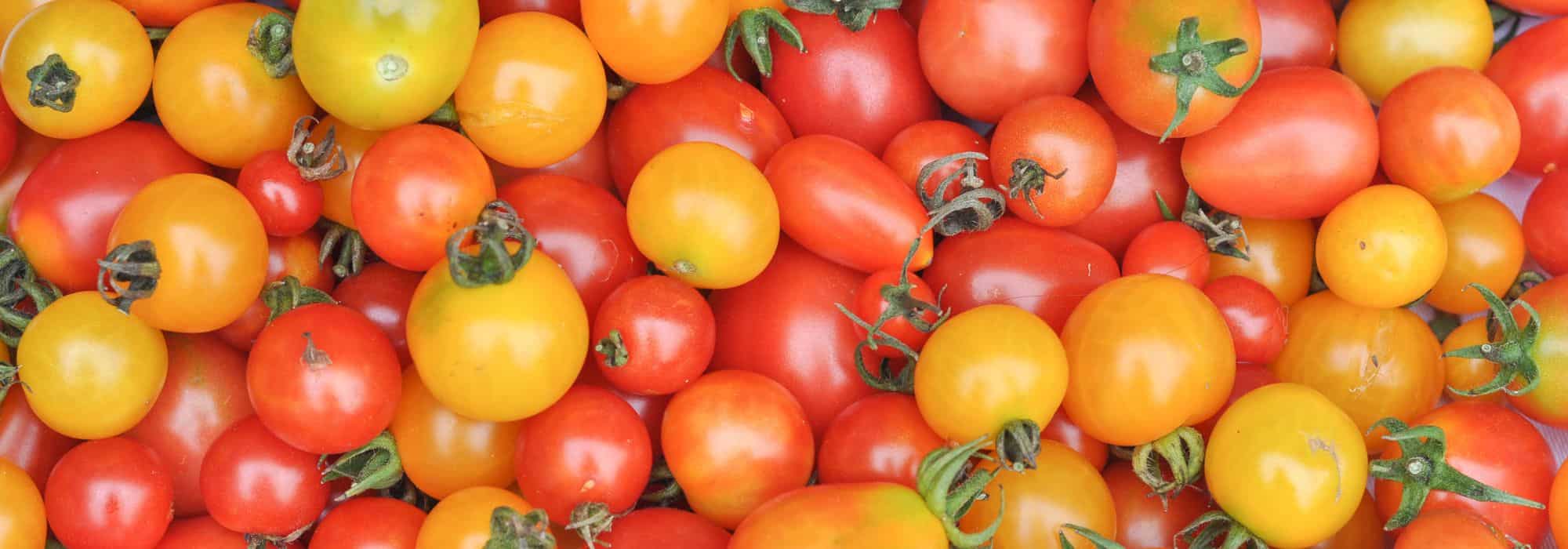 Comment choisir ses tomates cerise ou cocktail ?