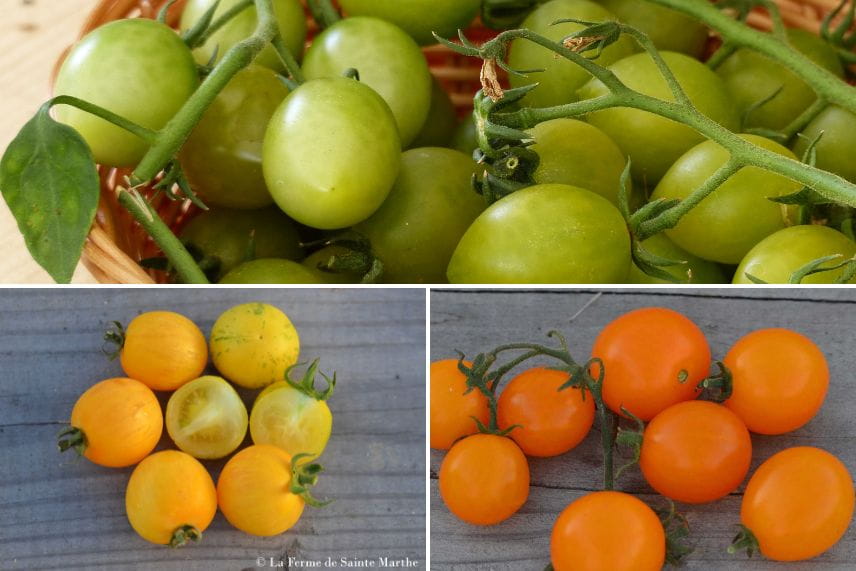 tomate cerise et cocktail variétés 