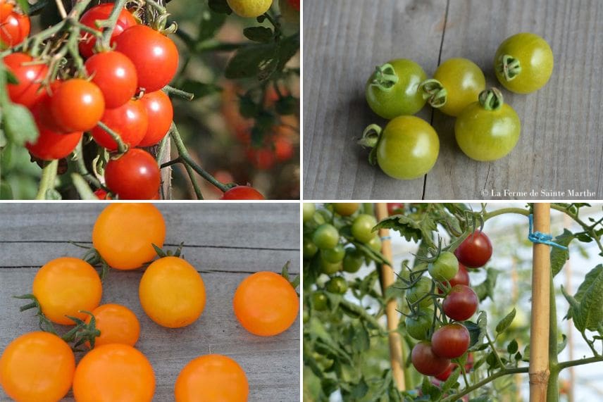 tomate-cerise et cocktail variétés