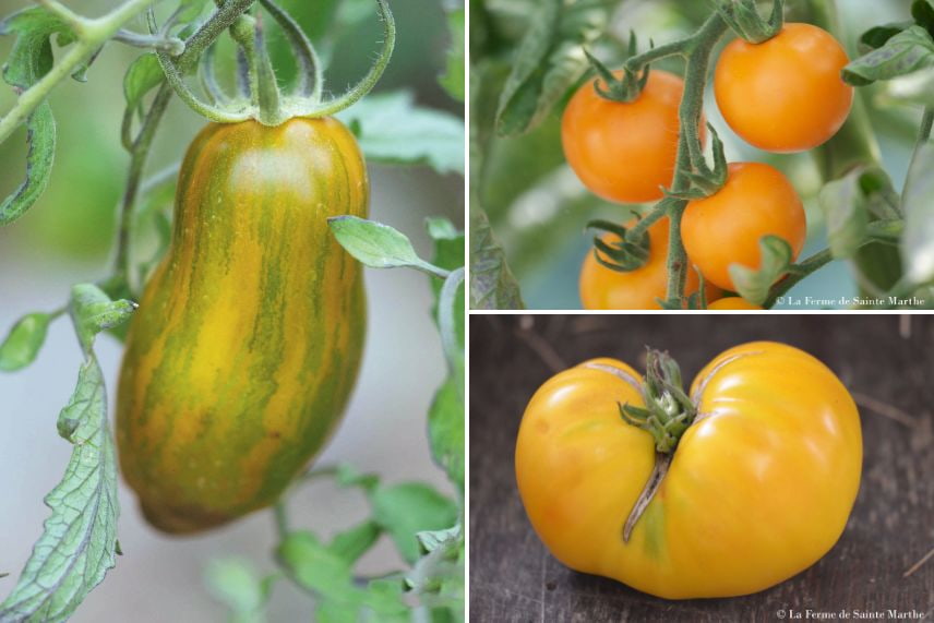 tomates à confiture