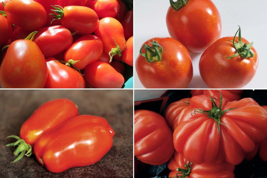 tomates à coulis