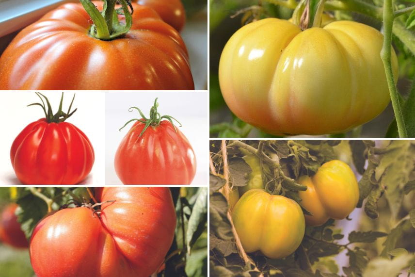 tomates à farcir 