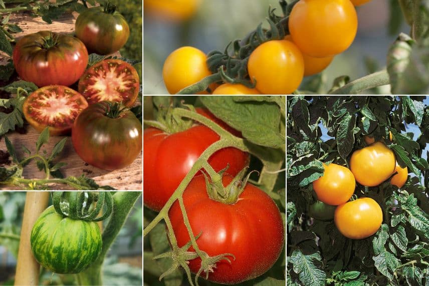 tomates à salades