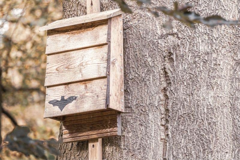 Aidez les chauves-souris en leur proposant un abri