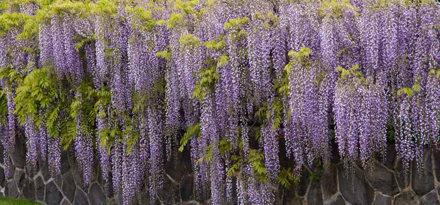 glycine ne fleurit pas, pourquoi glycine ne fleurit pas, comment faire fleurir une glycine, glycine ne fait pas de fleurs