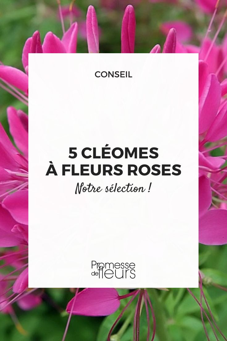 des cléomes à avoir au jardin