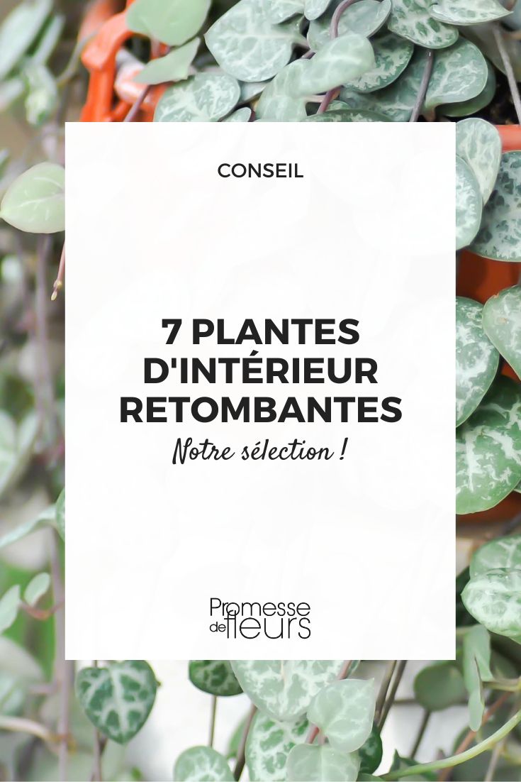 Grandes Plantes d'intérieur : 5 plantes XXL à adopter