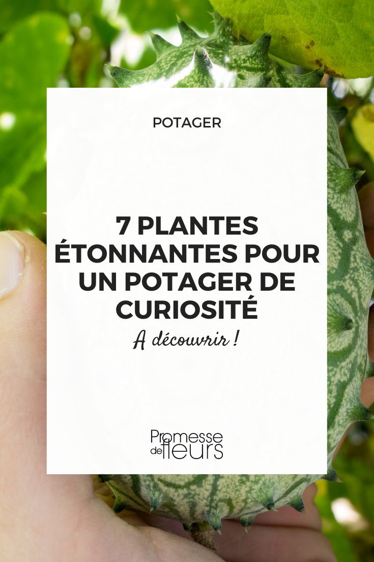 Potager : découvrez des légumes insolites