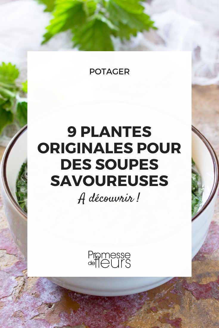 plantes pour faire des soupes