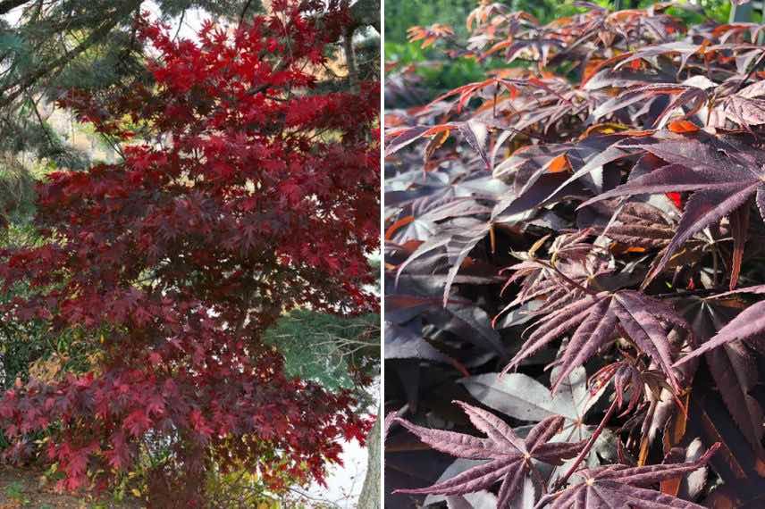 acer palmatum