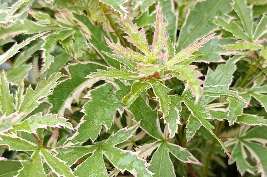 acer palmatum