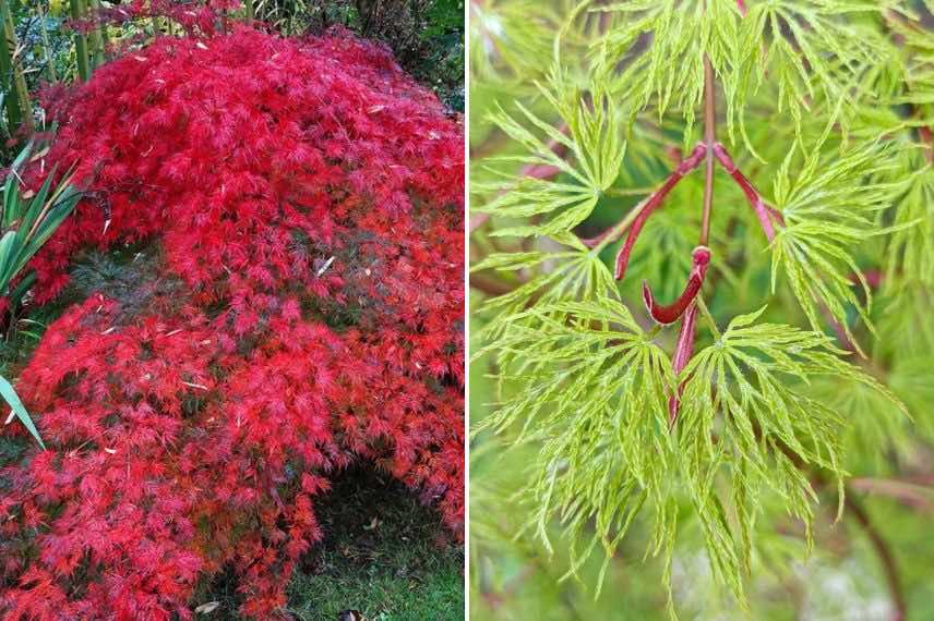 acer palmatum