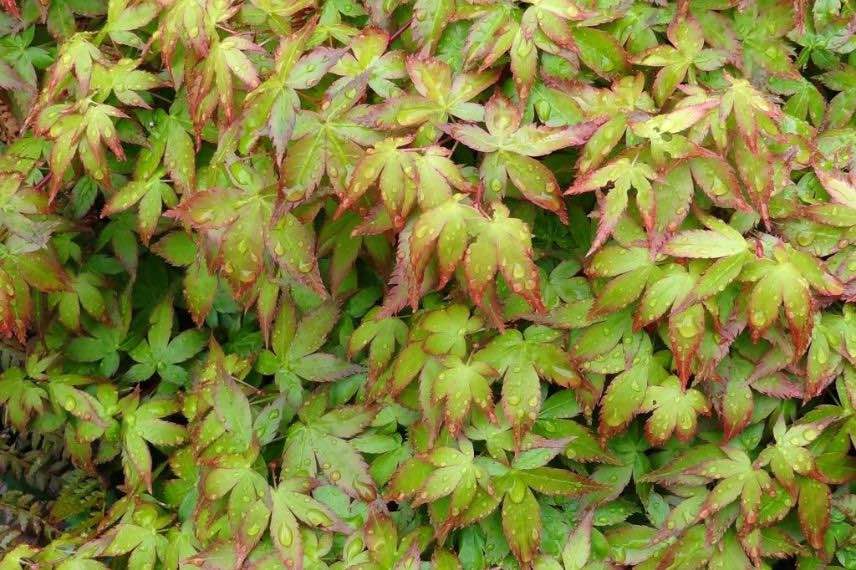 acer palmatum