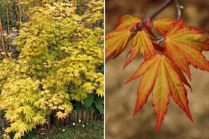 acer palmatum