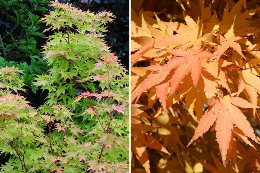 acer palmatum