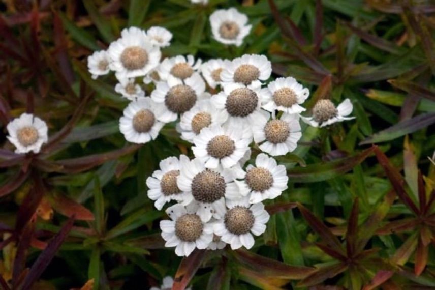 achillea