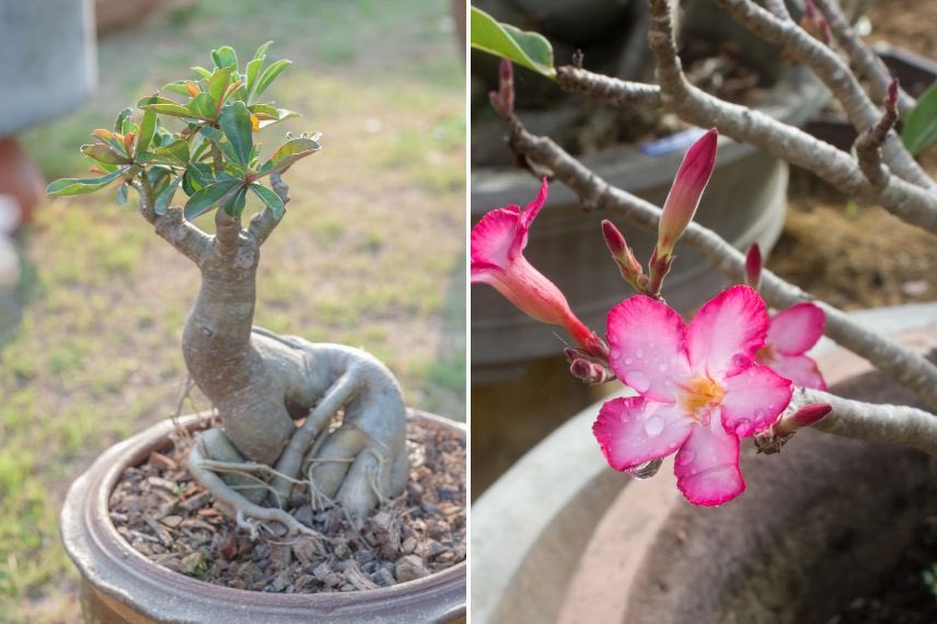 Adenium Obesum - Set de 2 - Rose du desert - Plantes exotique