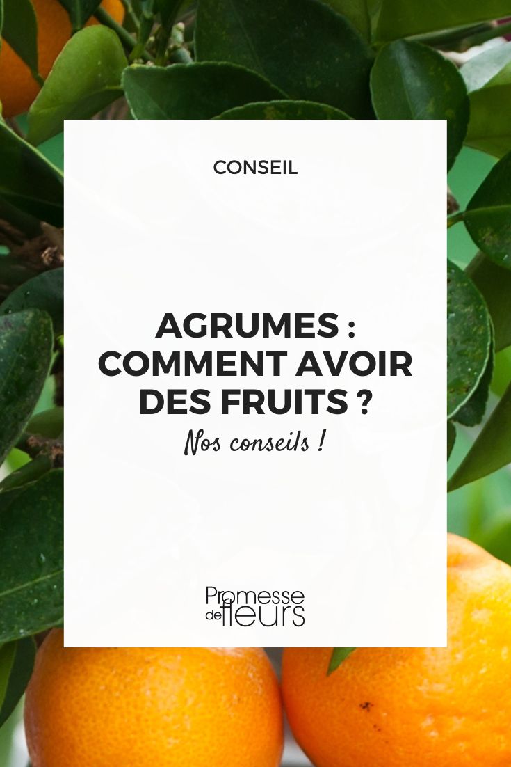 Agrumes : nos conseils pour un hiver sans souci