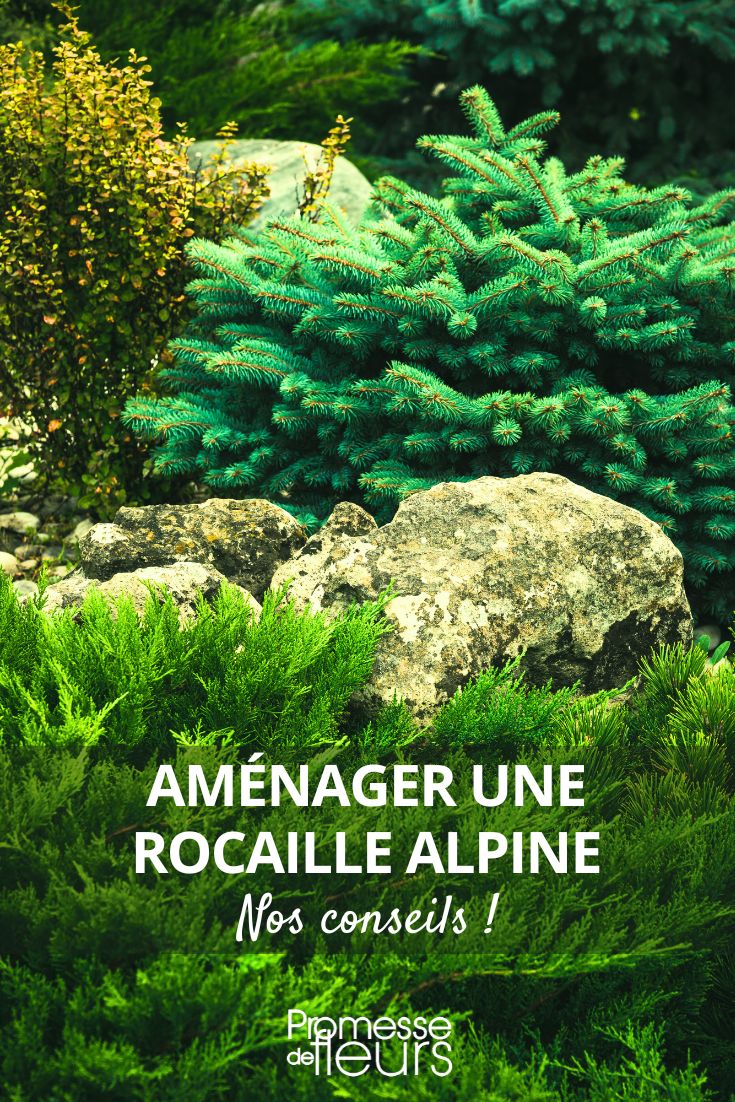 Culture des plantes alpines et de rocaille