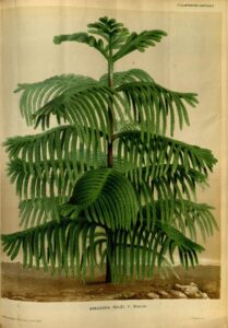 Araucaria, Desespoir des singes, bourreau des singes, conifere atypique, conifere original, conifere graphique