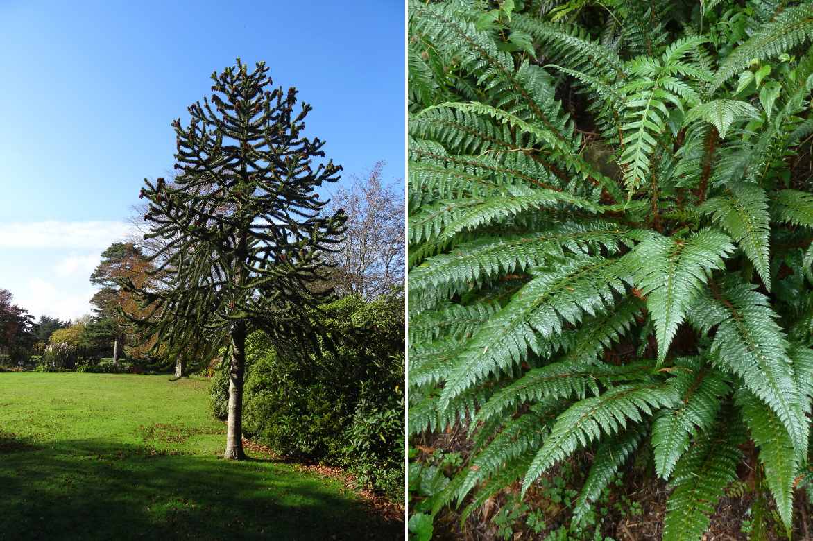 Araucaria, Desespoir des singes, bourreau des singes, conifere atypique, conifere original, conifere graphique