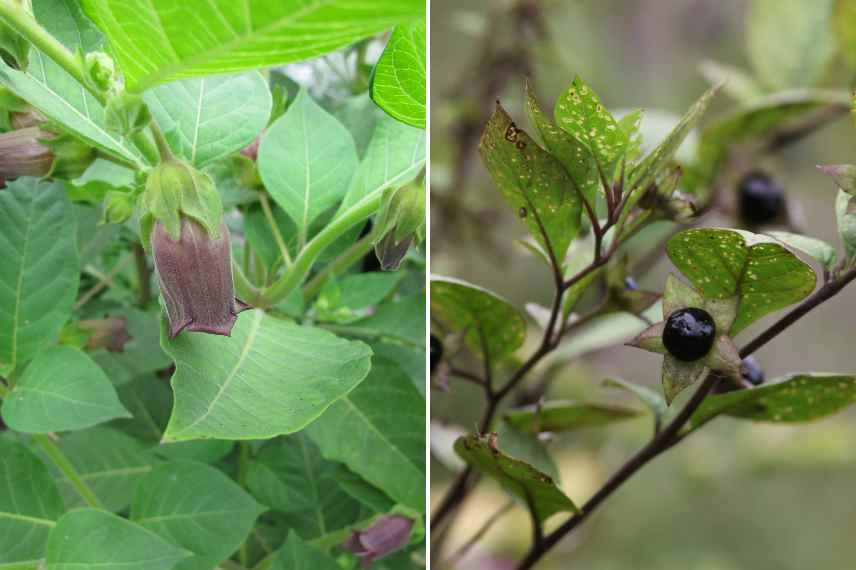 plantes sauvages les plus toxiques