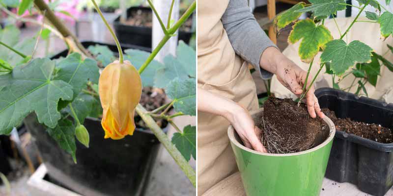 Le rempotage d'un plant d'Abutilon