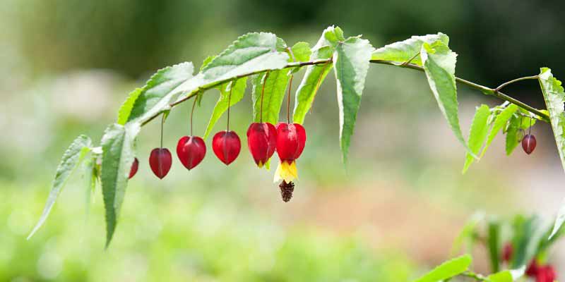 La floraison de l'Abutilon megapotamicum