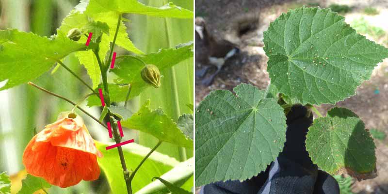 Comment bouturer un Abutilon