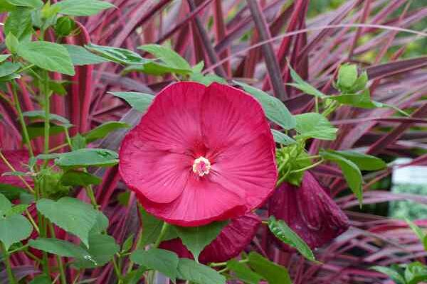 Comment multiplier l'Hibiscus des marais par bouturage ?