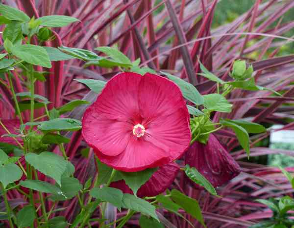 Comment multiplier l'Hibiscus des marais par bouturage ?