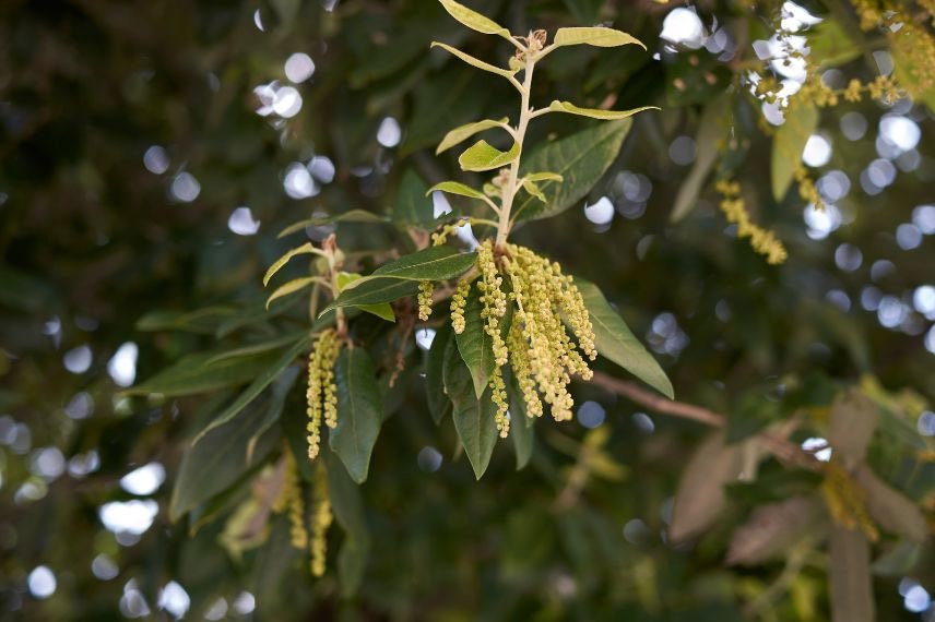 Quercus ilex, feuillage chene vert