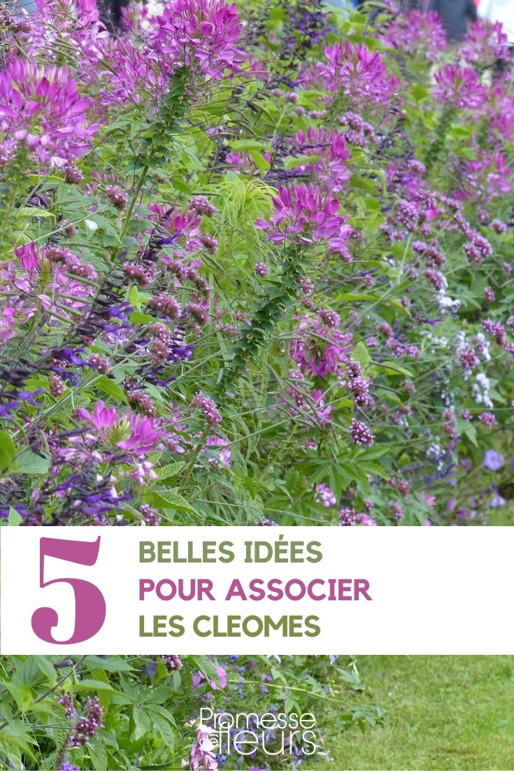 association cleome au jardin