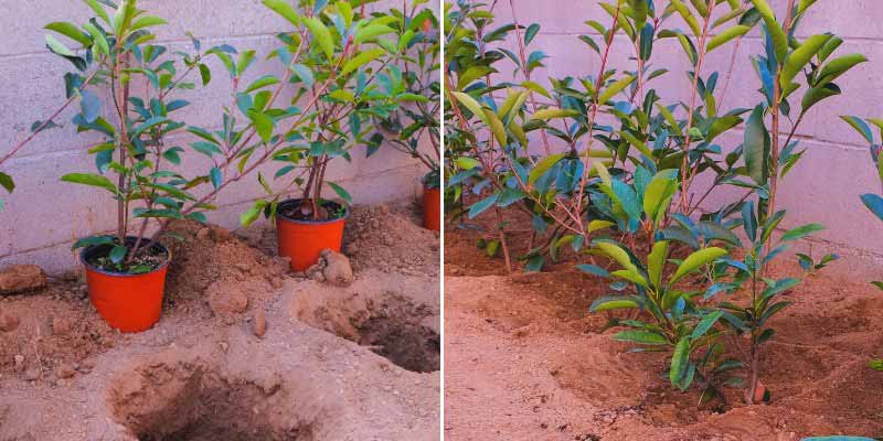 La plantation de jeunes plants de Photinias en pleine terre