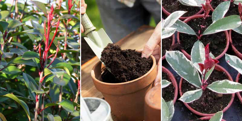 Photinia : comment le bouturer