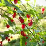 Comment bouturer l'Abutilon ?