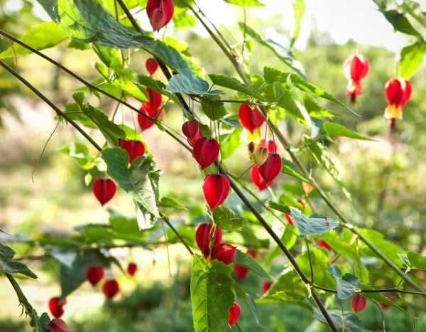 Comment bouturer l'Abutilon ?