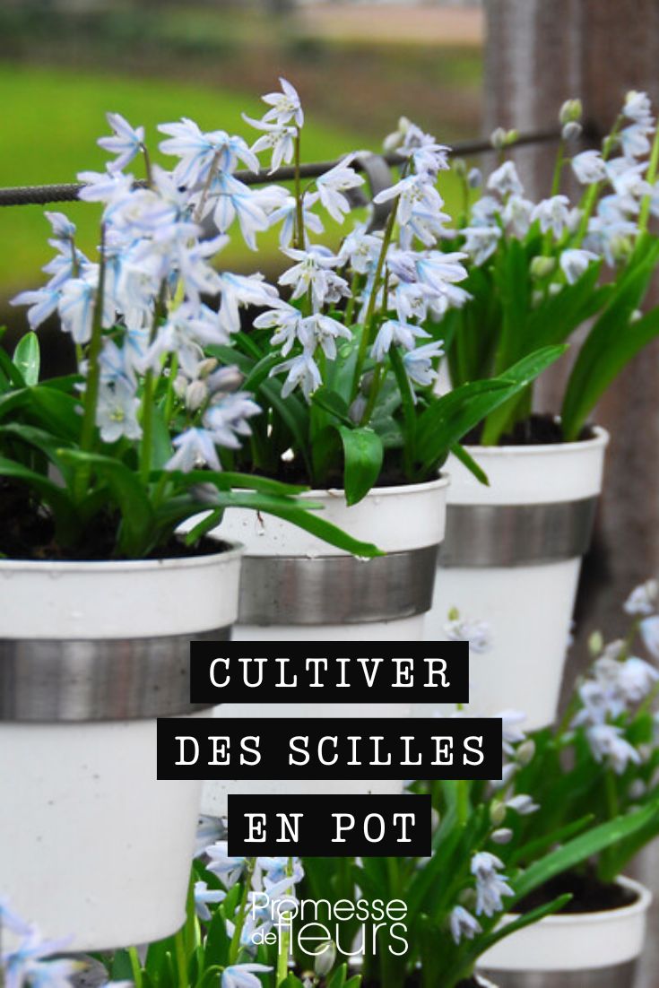 scilla en pot ou jardiniere