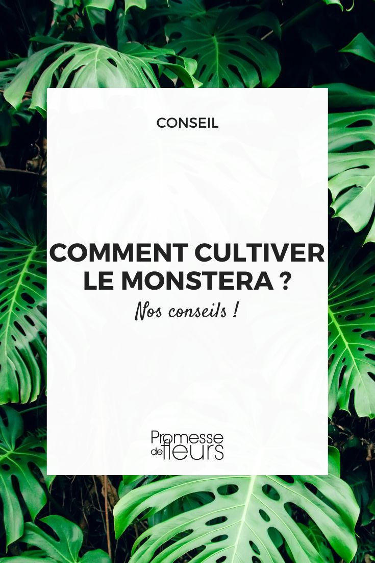 Comment cultiver le Monstera ? - Promesse de fleurs