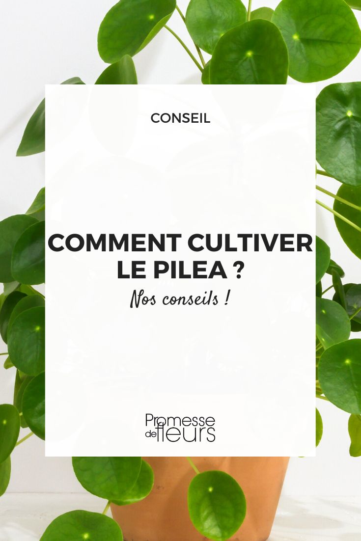 Conseils pour planter un pilea