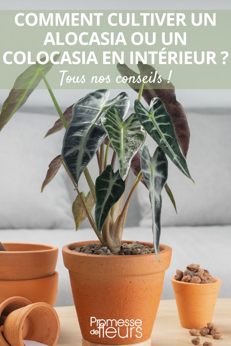 alocasia colocasia en pot