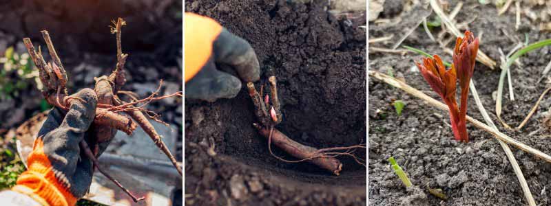 La plantation des rhizomes de pivoines en pleine terre après une division