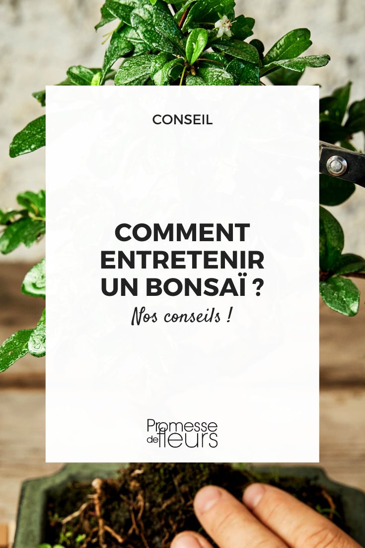 Planter et entretenir un bonsaï