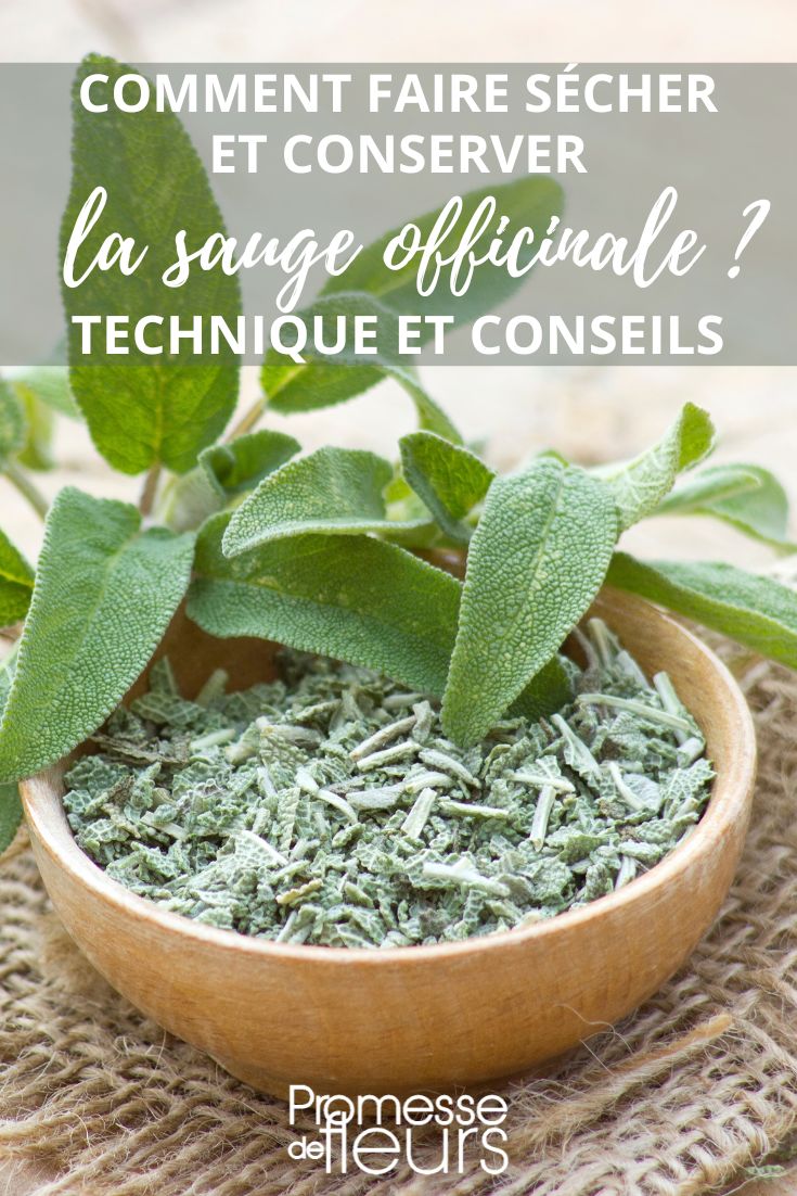 Comment faire sécher et conserver la sauge officinale ?