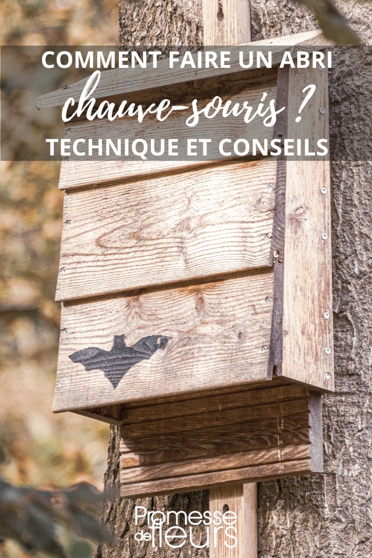 Aidez les chauves-souris en leur proposant un abri