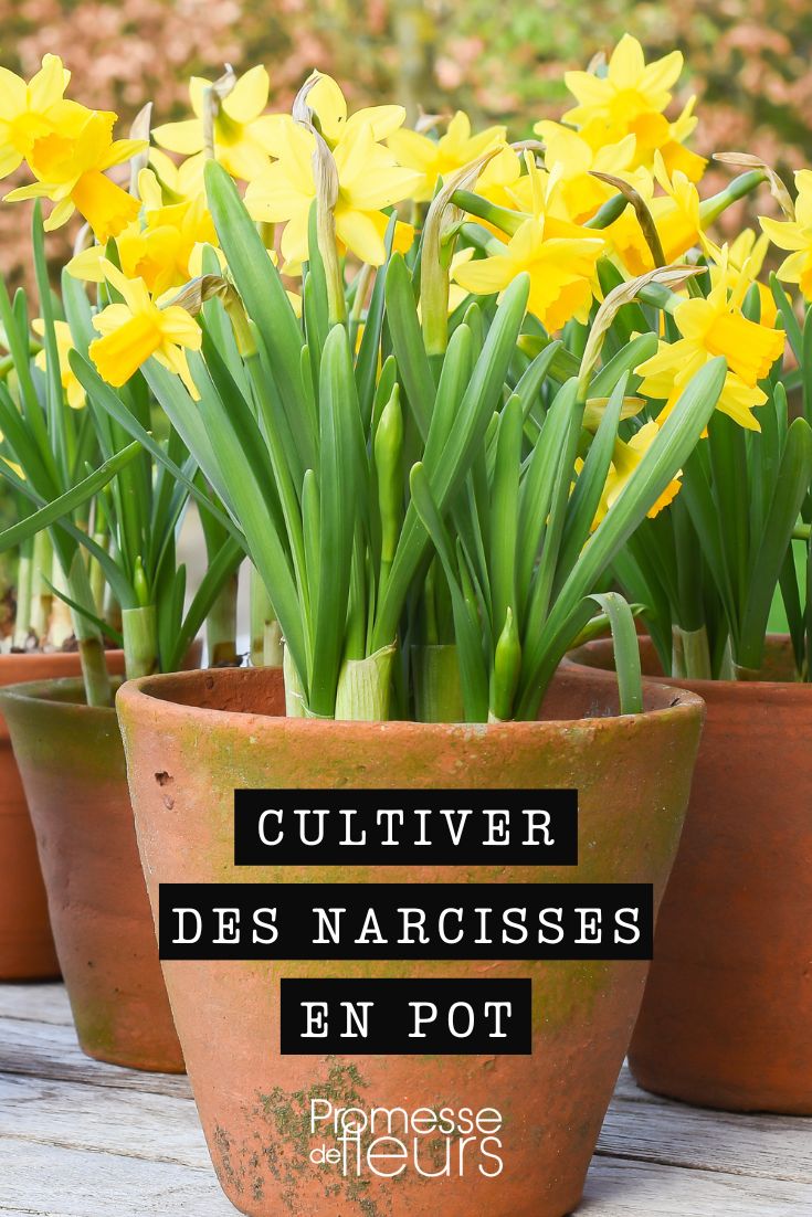 cultiver ds narcisses en pot