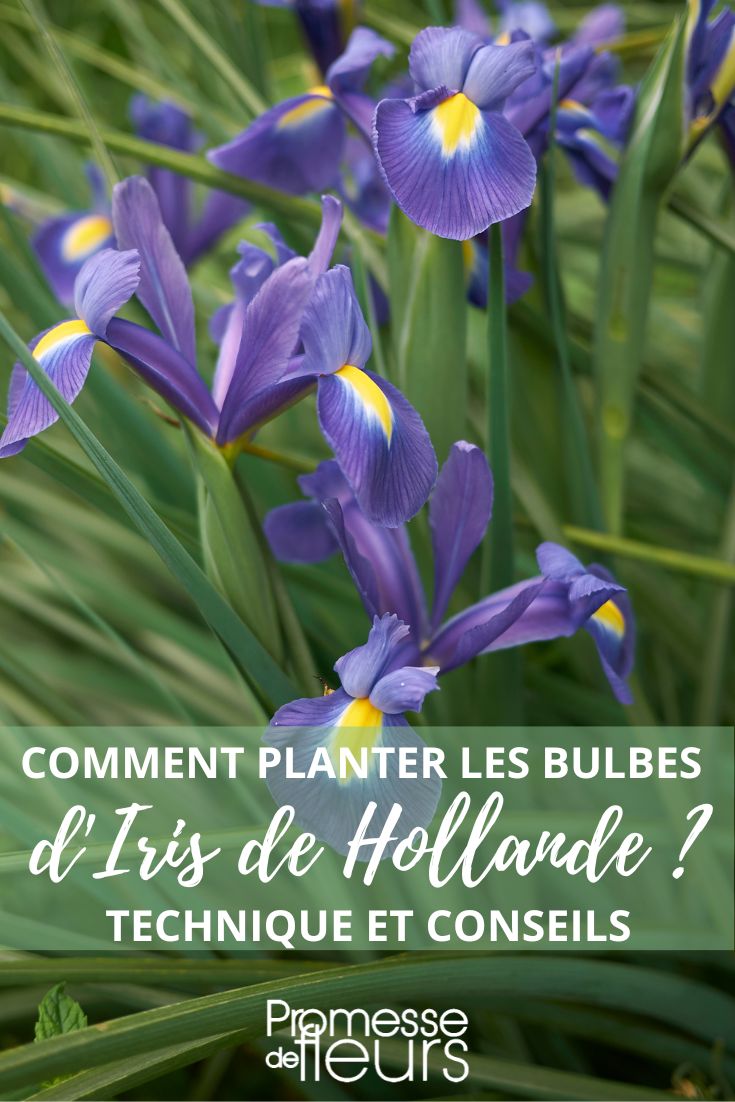 conseils pour la plantation des bulbes d'iris