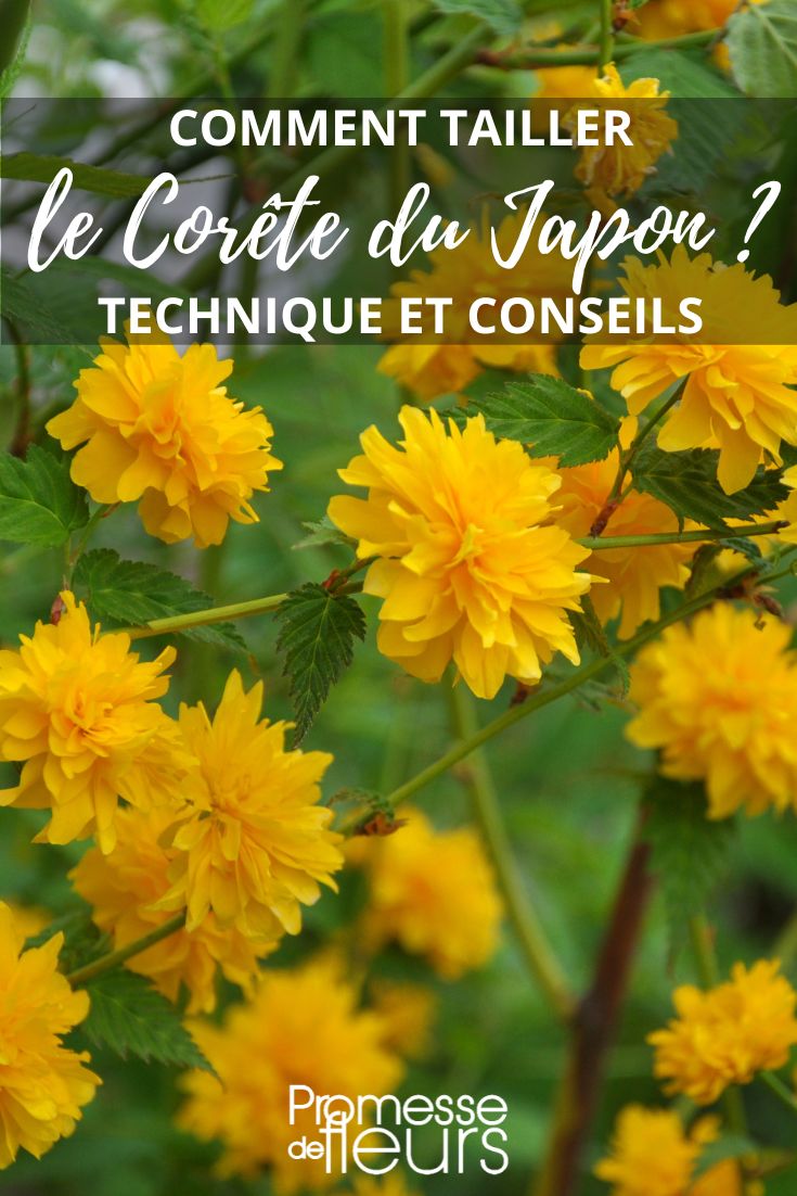 Cerisiers du Japon : planter, tailler, entretenir - Conseils