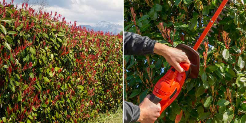 Comment tailler une haie de Photinia