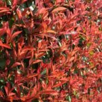 Quand et comment tailler le Photinia ?